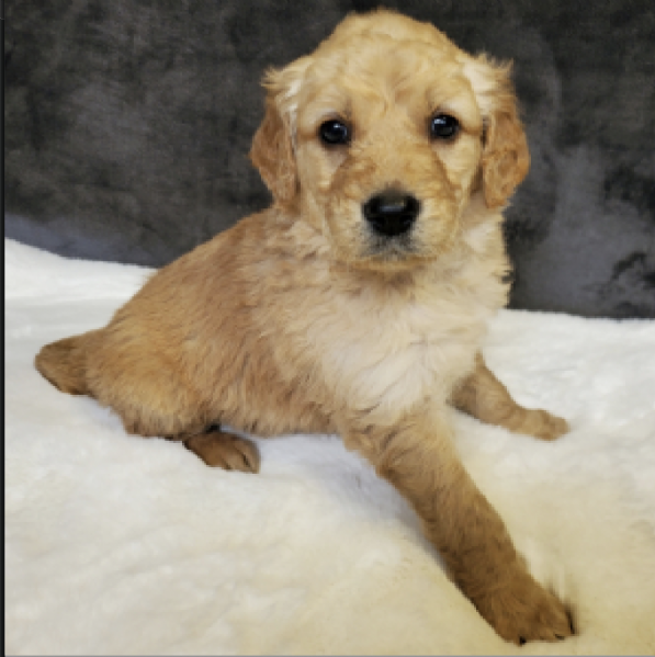  REGALO GOLDEN RETRIEVER  | Foto 0