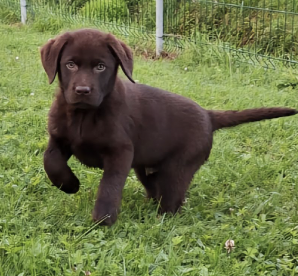  REGALO CUCCIOLI DI LABRADOR  | Foto 0