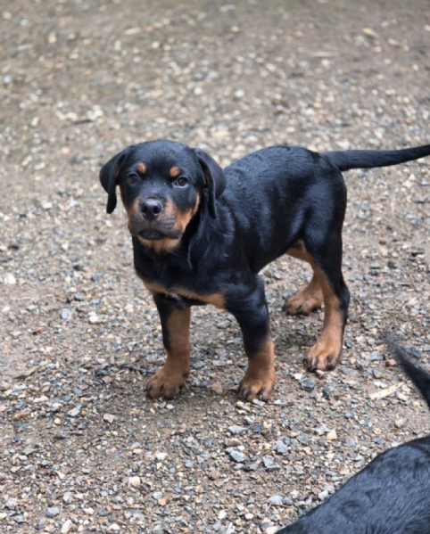   REGALO ROTTWEILER  | Foto 0