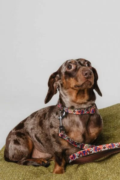 Bassotto – bellissimi cuccioli | Foto 4