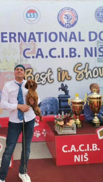 Bassotto – bellissimi cuccioli | Foto 3