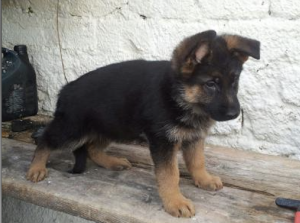  REGALO PASTOR TEDESCO | Foto 0