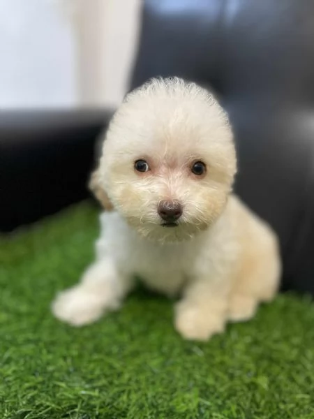 Cuccioli di Barboncino Toy