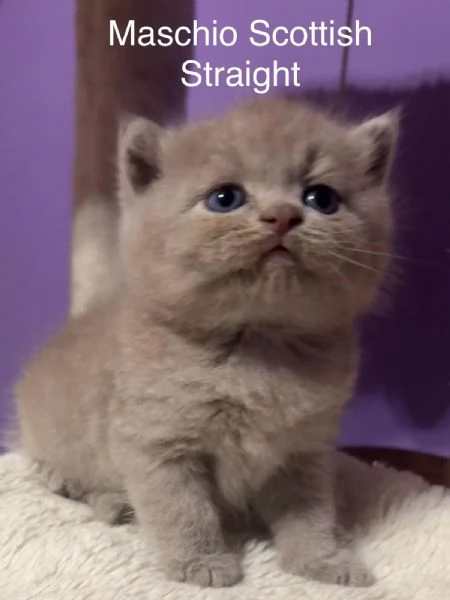 Cuccioli Scottish straight /fold Genova