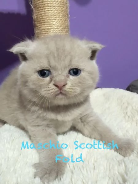 Cuccioli Scottish straight /fold Genova | Foto 2