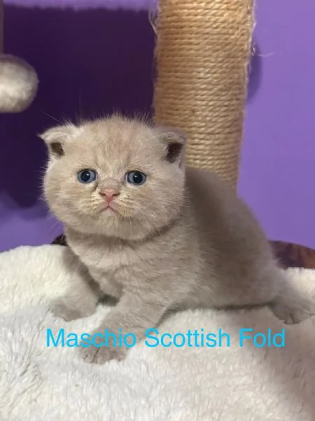 Cuccioli Scottish straight /fold Genova | Foto 1