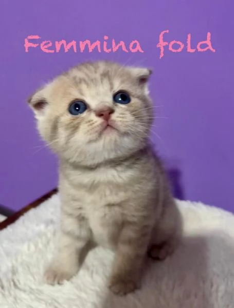 Cuccioli Scottish straight /fold Genova | Foto 0