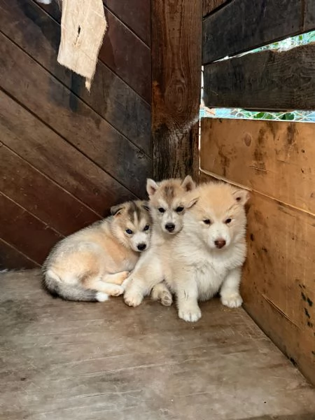 Vendo cuccioli di siberian husky