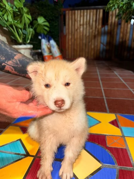 Vendo cuccioli di siberian husky | Foto 0