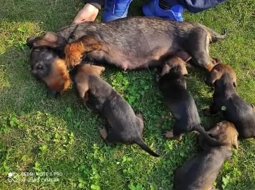 cucciolo bellissimi cuccioli di bassotto | Foto 1