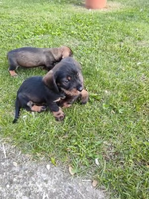 cucciolo bellissimi cuccioli di bassotto | Foto 0