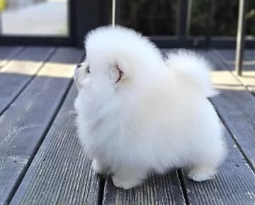 Regalo spitz pomerania toy di 3 mesi | Foto 2