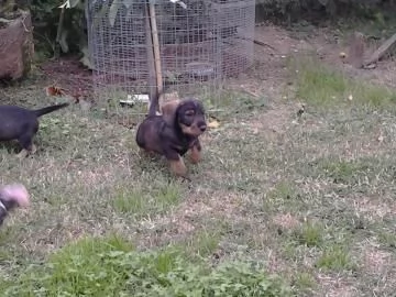 Bellissimi Cuccioli di Bassotto | Foto 1