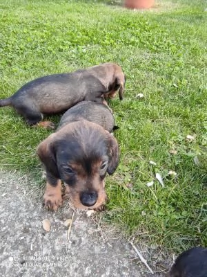 Bellissimi Cuccioli di Bassotto