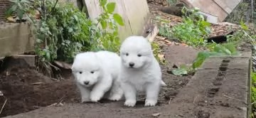 Disponibili cuccioli di pastore maremmano abruzzese con pedigree | Foto 2