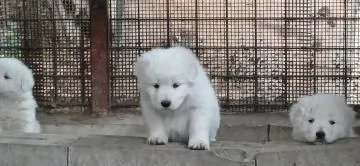 Disponibili cuccioli di pastore maremmano abruzzese con pedigree | Foto 0