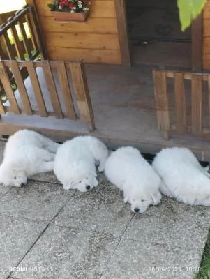 Disponibili cuccioli di pastore maremmano abruzzese con pedigree