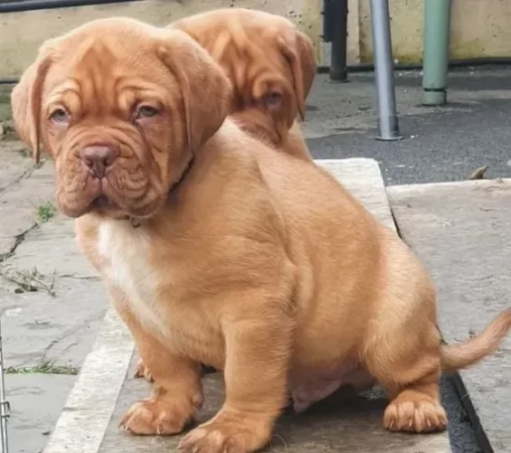 Disponibili maschio e femmina cucciolo dogue de Bordeaux 