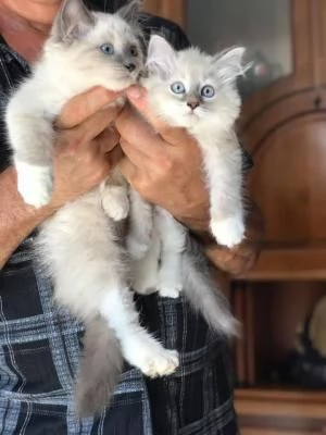 Bellissimi cuccioli di Siberiano maschio e femmina... | Foto 1