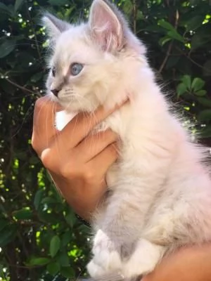 Bellissimi cuccioli di Siberiano maschio e femmina... | Foto 0