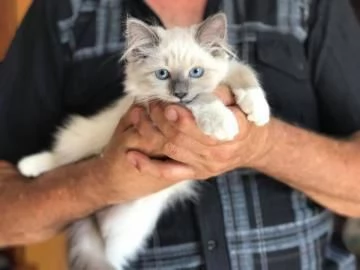 Bellissimi cuccioli di Siberiano maschio e femmina...