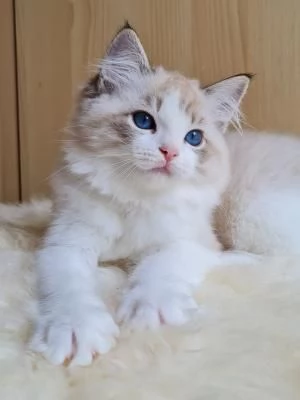 Cucciolo Cuccioli Ragdoll Disponibili | Foto 1