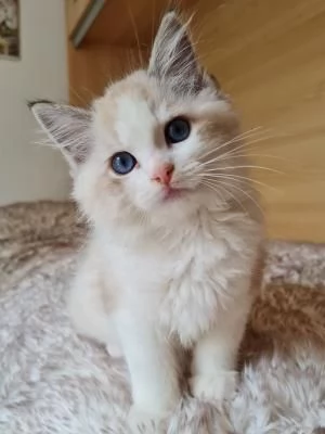 Cucciolo Cuccioli Ragdoll Disponibili