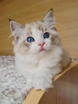 Gattini Ragdoll allevati in casa1 | Foto 2