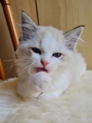 Gattini Ragdoll allevati in casa1 | Foto 0
