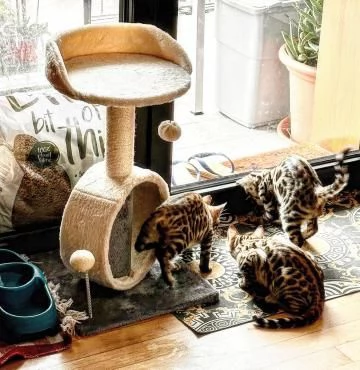 Splendidi gattini Bengala maschi e femmine | Foto 1