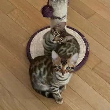 Splendidi gattini Bengala maschi e femmine | Foto 0