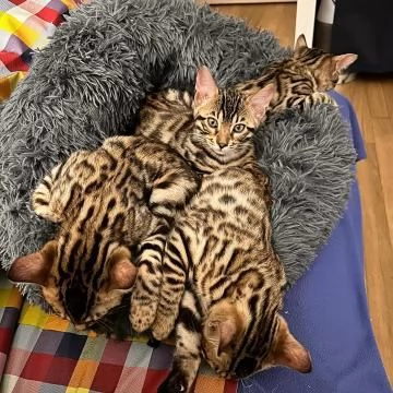 cucciolo gatto del bengala disponibile per l'adozione
