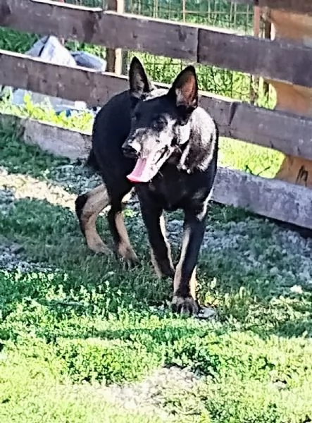 Cuccioli pastore tedesco 