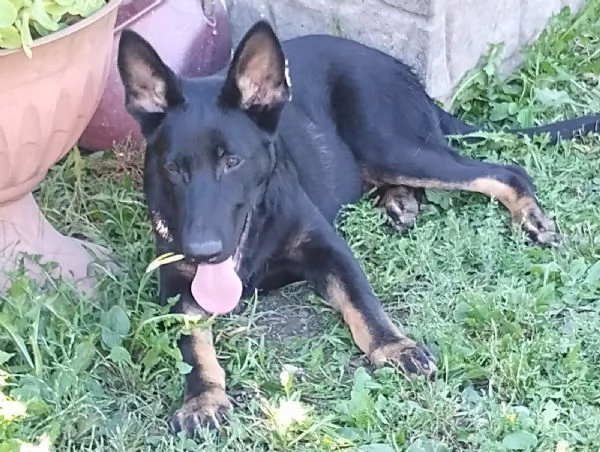 Cuccioli pastore tedesco  | Foto 1