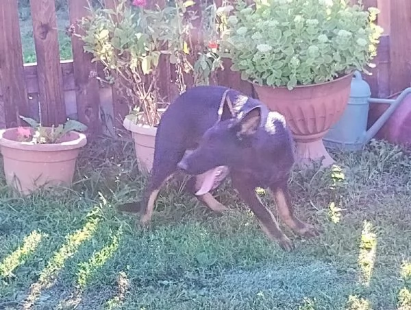 Cuccioli pastore tedesco  | Foto 0