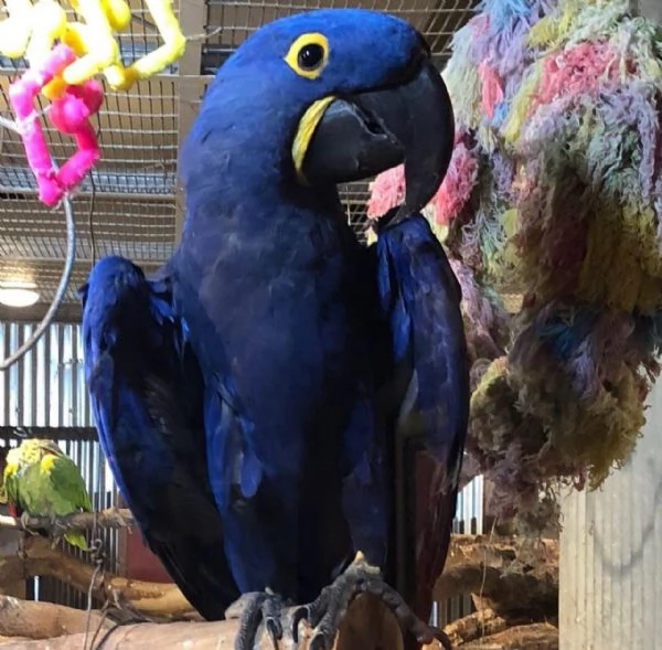 Adorabile pappagallo Ara | Foto 2