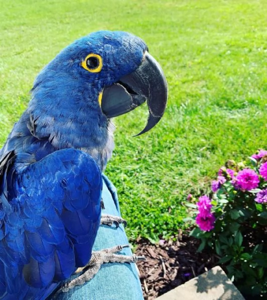 Adorabile pappagallo Ara | Foto 0