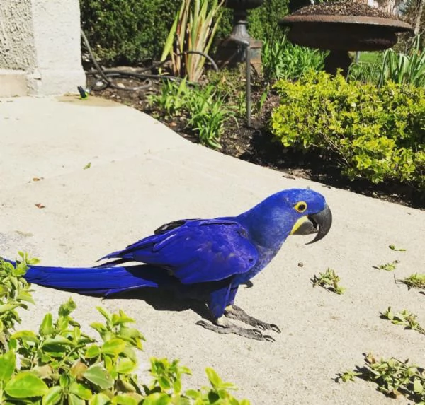 Adorabile pappagallo Ara | Foto 1