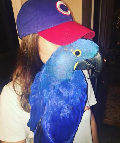 Adorabile pappagallo Ara