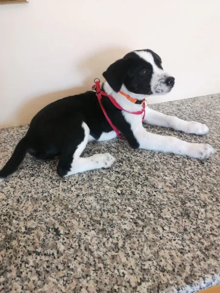 Cucciolo meticcio di due mesi e mezzo