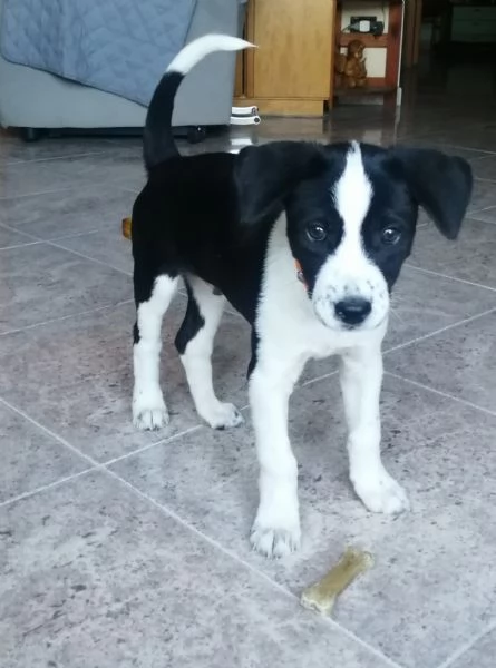 Cucciolo meticcio di due mesi e mezzo | Foto 3