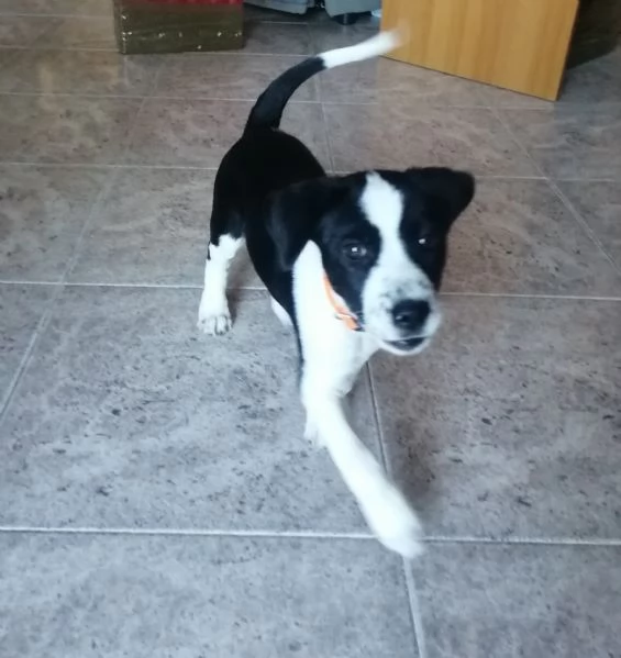 Cucciolo meticcio di due mesi e mezzo | Foto 2