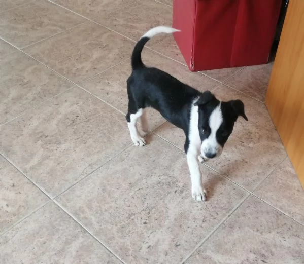 Cucciolo meticcio di due mesi e mezzo | Foto 1