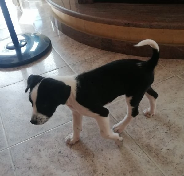 Cucciolo meticcio di due mesi e mezzo | Foto 0