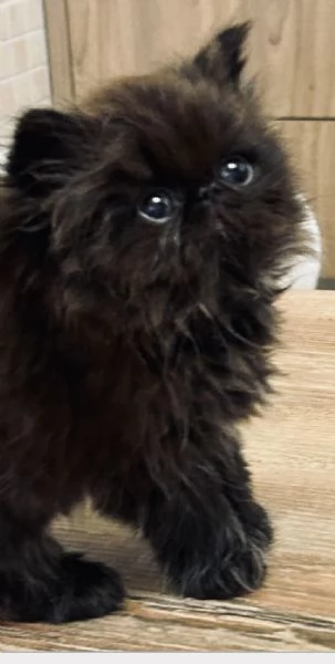 Cuccioli di gatto Persiano disponibili a breve