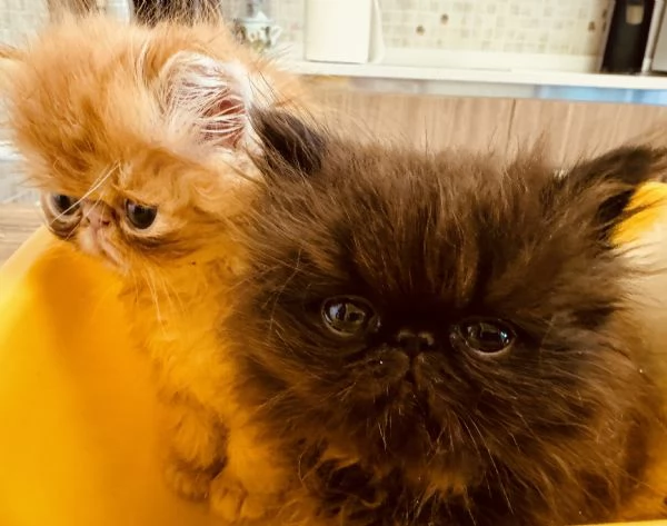 Cuccioli di gatto Persiano disponibili a breve | Foto 5