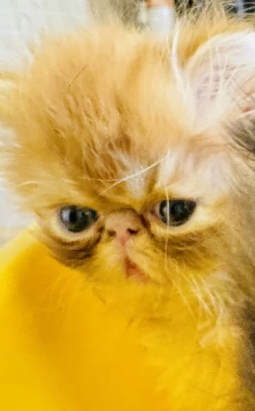 Cuccioli di gatto Persiano disponibili a breve | Foto 4