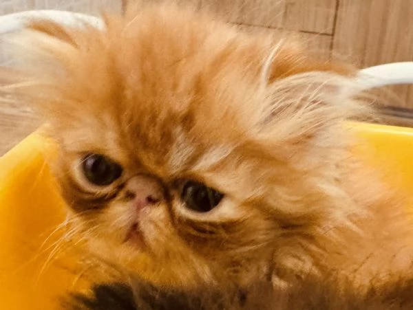 Cuccioli di gatto Persiano disponibili a breve | Foto 3