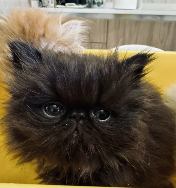 Cuccioli di gatto Persiano disponibili a breve | Foto 2