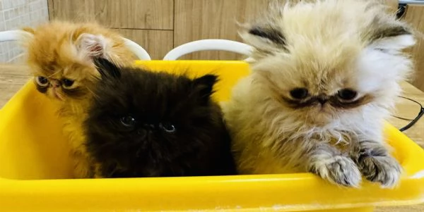 Cuccioli di gatto Persiano disponibili a breve | Foto 1